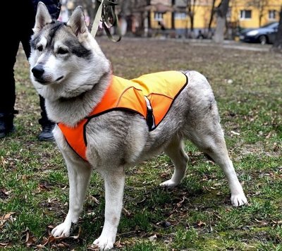 Накидка (попона) для собак большая оранжевая 11109844 фото