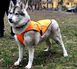 Накидка (попона) для собак велика Оранжева 11109844 фото 1