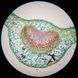 Микроскоп Bresser Biorit TP 40x-400x (5101100) 923424 фото 7