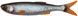 Силікон Savage Gear Craft Dying Minnow 75мм 2.0g Roach (5 шт/уп) 18541221 фото