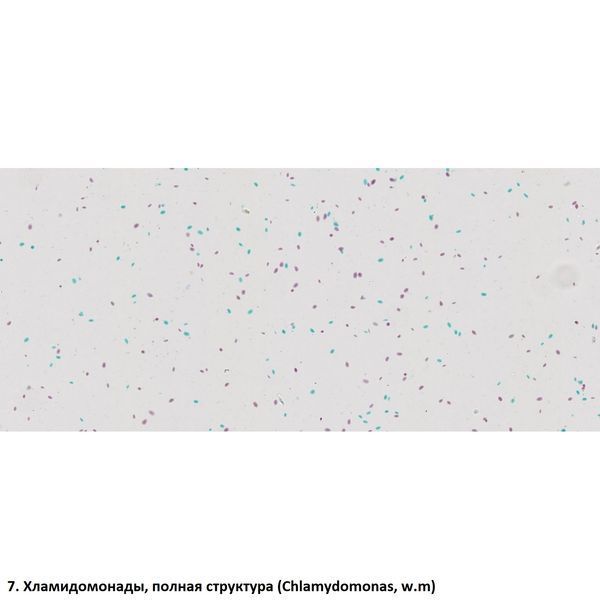 Набор препаратов Optima Общая биология E (100 шт.) (S-003.4) 927719 фото