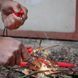 Ніж Morakniv Companion Spark Emergency S Red Напівсерейтор 14478 23050257 фото 5
