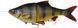 Силікон Savage Gear 4D Line Thru Roach MS 180mm 86.0g Perch (поштучно) 18580880 фото