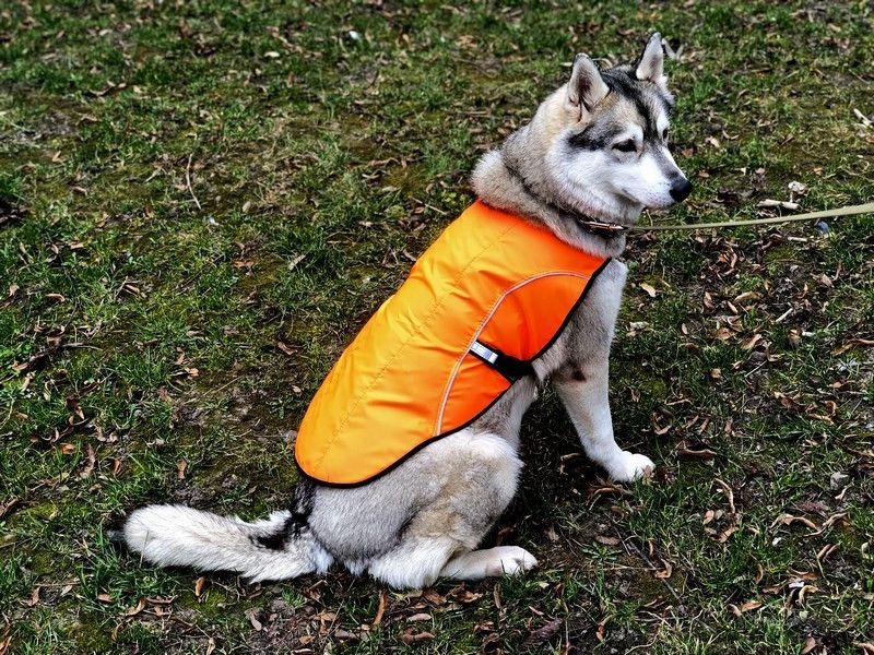 Накидка (попона) для собак большая оранжевая 11109844 фото
