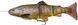 Силикон Savage Gear 4D Line Thru Trout MS 200mm 98.0g #03 Dark Brown Trout 18540459 фото
