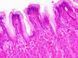 Набор препаратов Bresser 30 шт Histology 5985000 фото 5