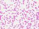 Набор препаратов Bresser 30 шт Histology 5985000 фото 6