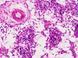 Набор препаратов Bresser 30 шт Histology 5985000 фото 3