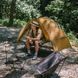 Намет одномісний Naturehike NH22ZP020, Коричневий 97842 фото 6
