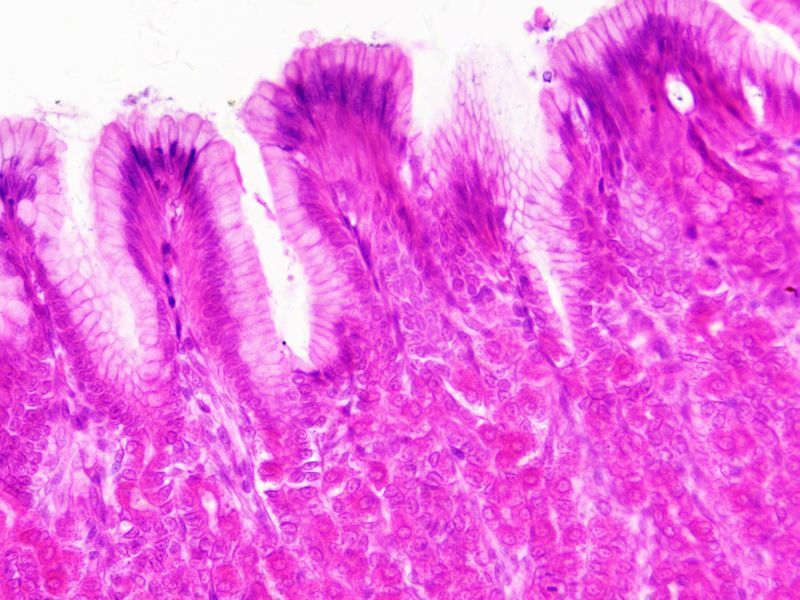Набор препаратов Bresser 30 шт Histology 5985000 фото