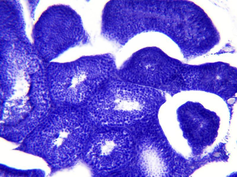 Набор препаратов Bresser 30 шт Histology 5985000 фото