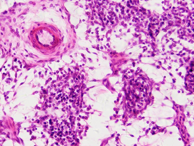 Набор препаратов Bresser 30 шт Histology 5985000 фото