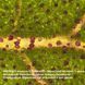 Мікроскоп Bresser Advance ICD 10x-160x (5804000) 908586 фото 3